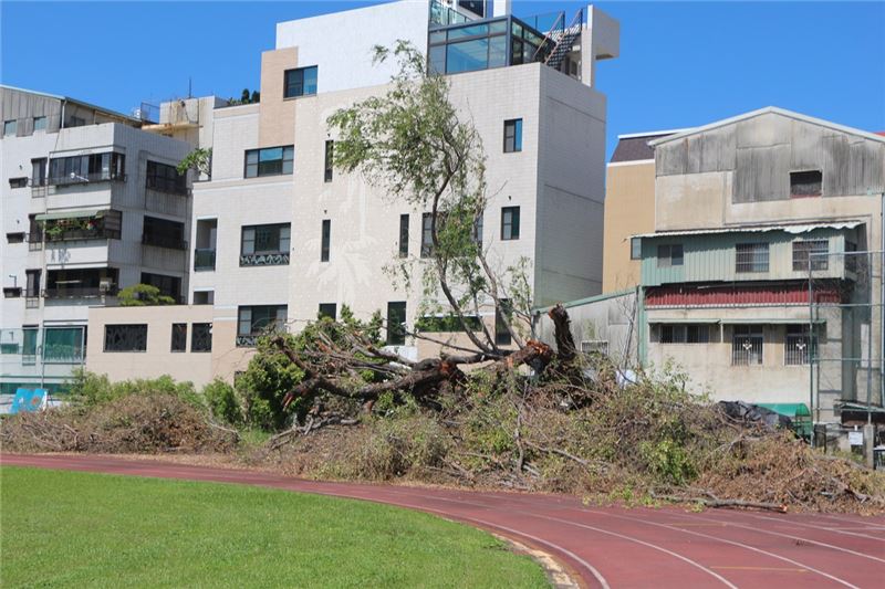 臺南女中人權金龜老樹遭颱風吹倒時樣貌