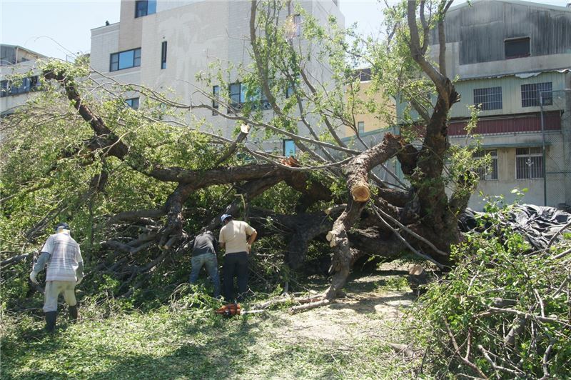 傾倒金龜樹的殘枝清除及整理工作(臺南女中提供)