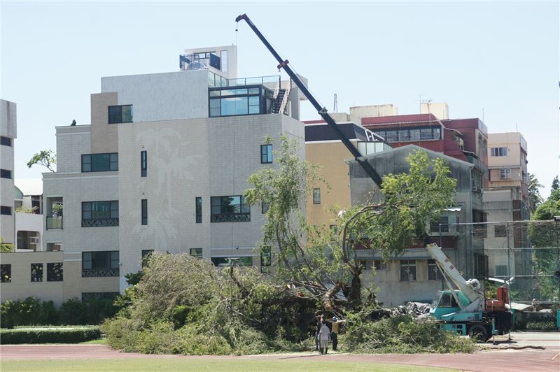 金龜樹正在進行整理及扶正工程(臺南女中提供)